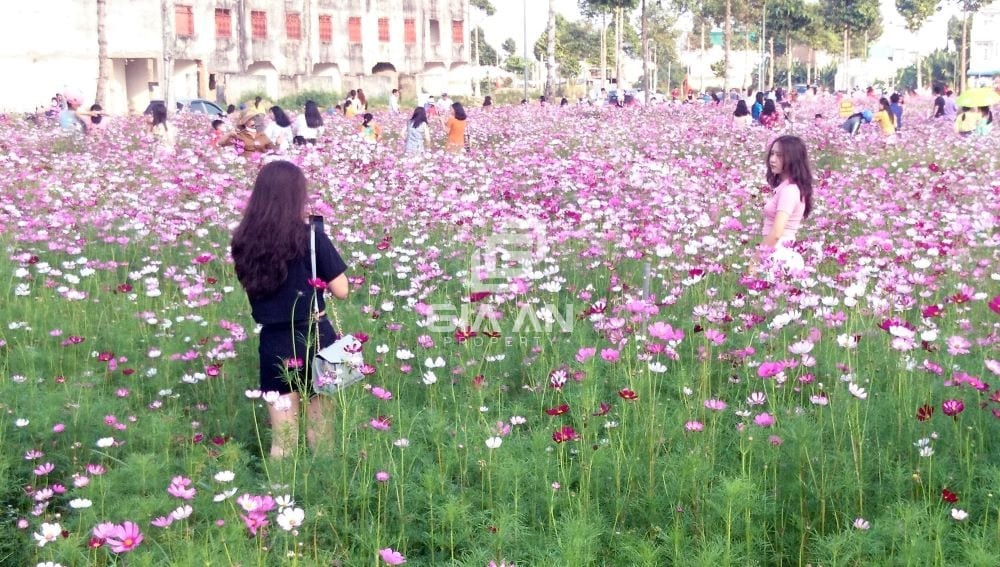 can tho canh dong hoa sao nhai thu hut nhieu nguoi check in