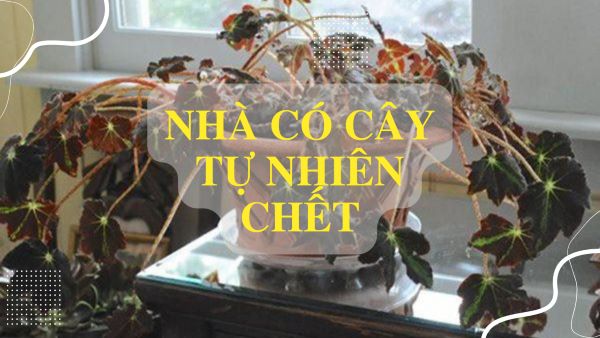 nha-co-cay-tu-nhien-chet-1