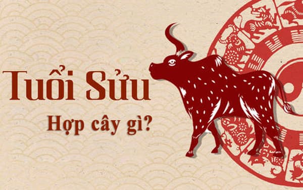 tuổi ất sửu hợp cây gì để bàn làm việc